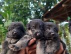 German Shepherd Puppies