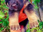 German Shepherd Puppies