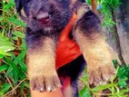 German Shepherd Puppies