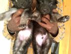 German Shepherd Puppies