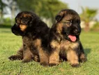German Shepherd Puppies