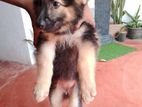 German Shepherd Puppies