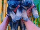 German Shepherd Puppies