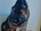 German Shepherd Puppies
