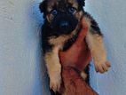 German Shepherd Puppies