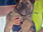 German Shepherd Puppies