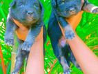 German Shepherd Puppies