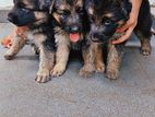German Shepherd Puppies