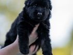 German Shepherd puppies