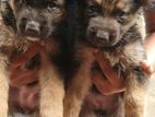 German Shepherd Puppies
