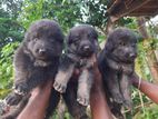 German Shepherd Puppies