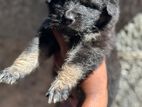 German Shepherd Puppies