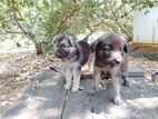 German Shepherd Puppies