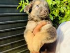 German Shepherd Puppies