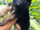 German Shepherd Puppies