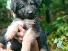 German Shepherd Puppies