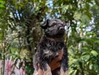 German Shepherd Puppies