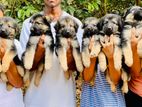 German Shepherd Puppies