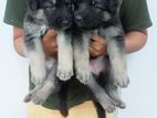 German Shepherd Puppies