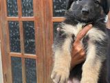 German Shepherd Puppies