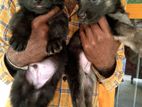 German Shepherd Puppies