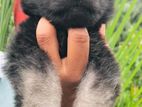 German Shepherd Puppies