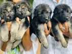 German Shepherd Puppies