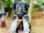 German Shepherd Puppies