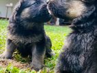 German Shepherd Puppies