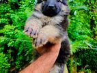 German Shepherd Puppies