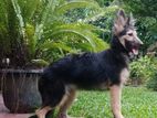 German Shepherd Puppies