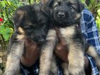 German Shepherd Puppies