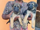 German Shepherd Puppies