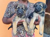 German Shepherd Puppies
