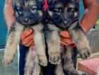 German Shepherd Puppies