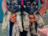 German Shepherd Puppies