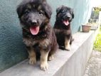 German Shepherd Puppies