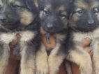 German Shepherd Puppies