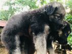 German Shepherd Puppies