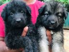 German Shepherd Puppies