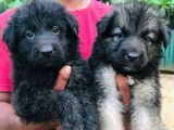 German Shepherd Puppies