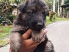 German shepherd puppies