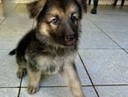 German Shepherd Puppies