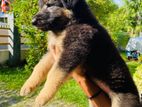 German Shepherd puppies