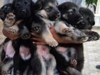 German Shepherd Puppies