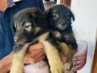 German Shepherd Puppies