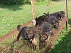 German shepherd puppies