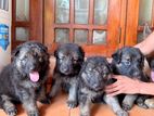 German Shepherd Puppies