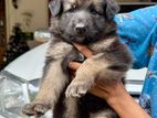 German Shepherd Puppies