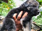 German Shepherd Puppies